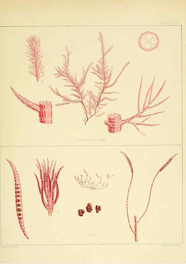 Reproducción/Reproduction 6302956632: The botany of the Antarctic voyage of H.M. discovery ships Erebus and Terror in the Years 1839-1843. v.1. plates London :Reeve Brothers,1844-60