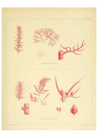 Reproducción/Reproduction 6302431113: The botany of the Antarctic voyage of H.M. discovery ships Erebus and Terror in the Years 1839-1843. v.1. plates London :Reeve Brothers,1844-60