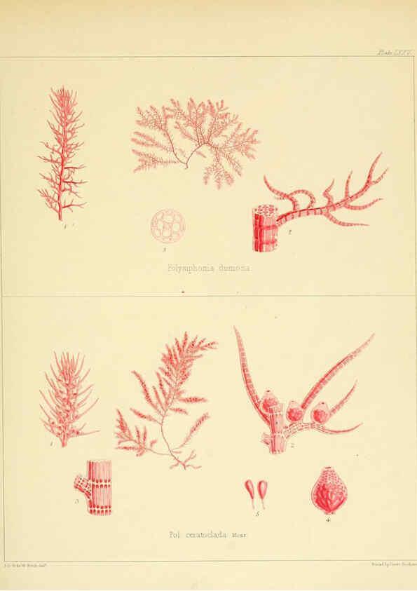 Reproducción/Reproduction 6302431113: The botany of the Antarctic voyage of H.M. discovery ships Erebus and Terror in the Years 1839-1843. v.1. plates London :Reeve Brothers,1844-60