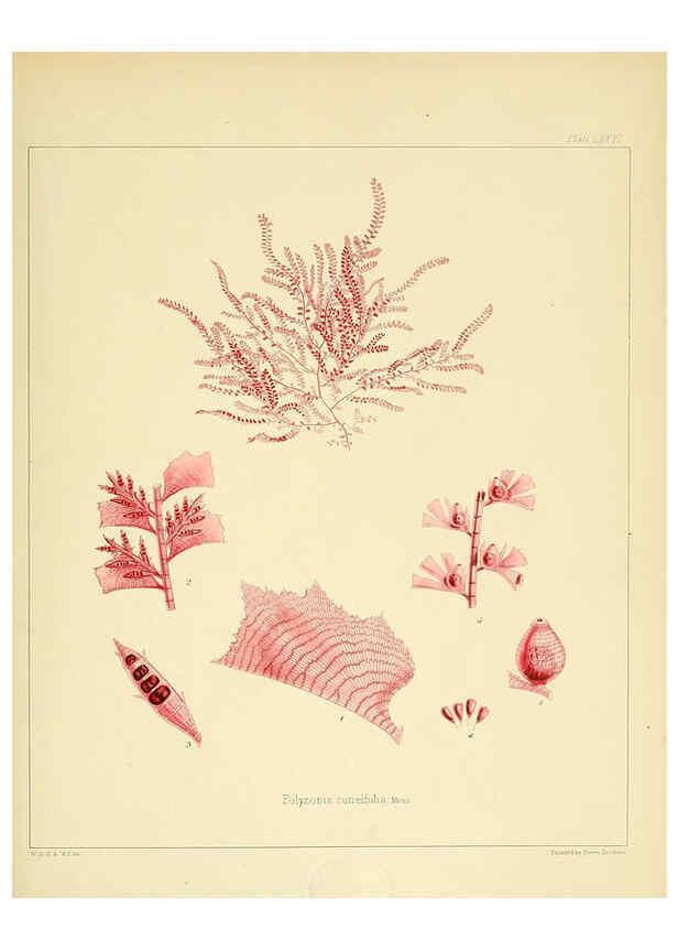 Reproducción/Reproduction 6302957228: The botany of the Antarctic voyage of H.M. discovery ships Erebus and Terror in the Years 1839-1843. v.1. plates London :Reeve Brothers,1844-60