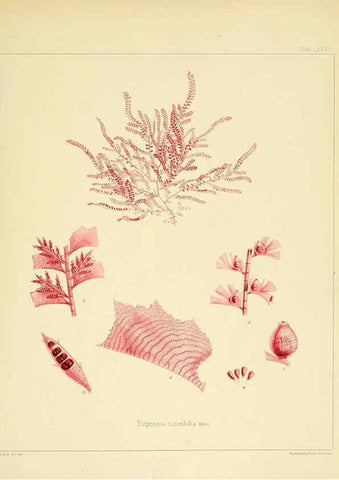 Reproducción/Reproduction 6302957228: The botany of the Antarctic voyage of H.M. discovery ships Erebus and Terror in the Years 1839-1843. v.1. plates London :Reeve Brothers,1844-60