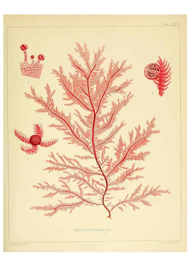 Reproducción/Reproduction 6302431545: The botany of the Antarctic voyage of H.M. discovery ships Erebus and Terror in the Years 1839-1843. v.1. plates London :Reeve Brothers,1844-60