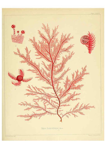 Reproducción/Reproduction 6302431545: The botany of the Antarctic voyage of H.M. discovery ships Erebus and Terror in the Years 1839-1843. v.1. plates London :Reeve Brothers,1844-60