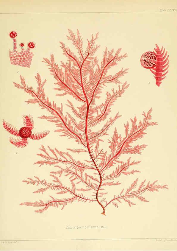 Reproducción/Reproduction 6302431545: The botany of the Antarctic voyage of H.M. discovery ships Erebus and Terror in the Years 1839-1843. v.1. plates London :Reeve Brothers,1844-60