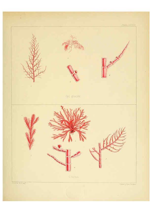 Reproducción/Reproduction 6302431761: The botany of the Antarctic voyage of H.M. discovery ships Erebus and Terror in the Years 1839-1843. v.1. plates London :Reeve Brothers,1844-60