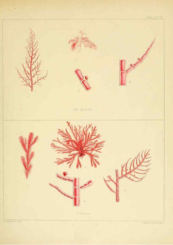 Reproducción/Reproduction 6302431761: The botany of the Antarctic voyage of H.M. discovery ships Erebus and Terror in the Years 1839-1843. v.1. plates London :Reeve Brothers,1844-60
