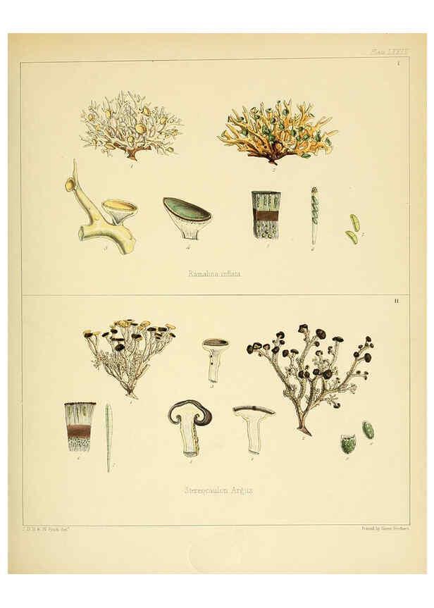 Reproducción/Reproduction 6302958058: The botany of the Antarctic voyage of H.M. discovery ships Erebus and Terror in the Years 1839-1843. v.1. plates London :Reeve Brothers,1844-60