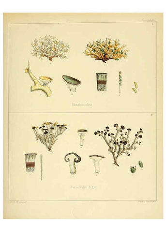 Reproducción/Reproduction 6302958058: The botany of the Antarctic voyage of H.M. discovery ships Erebus and Terror in the Years 1839-1843. v.1. plates London :Reeve Brothers,1844-60