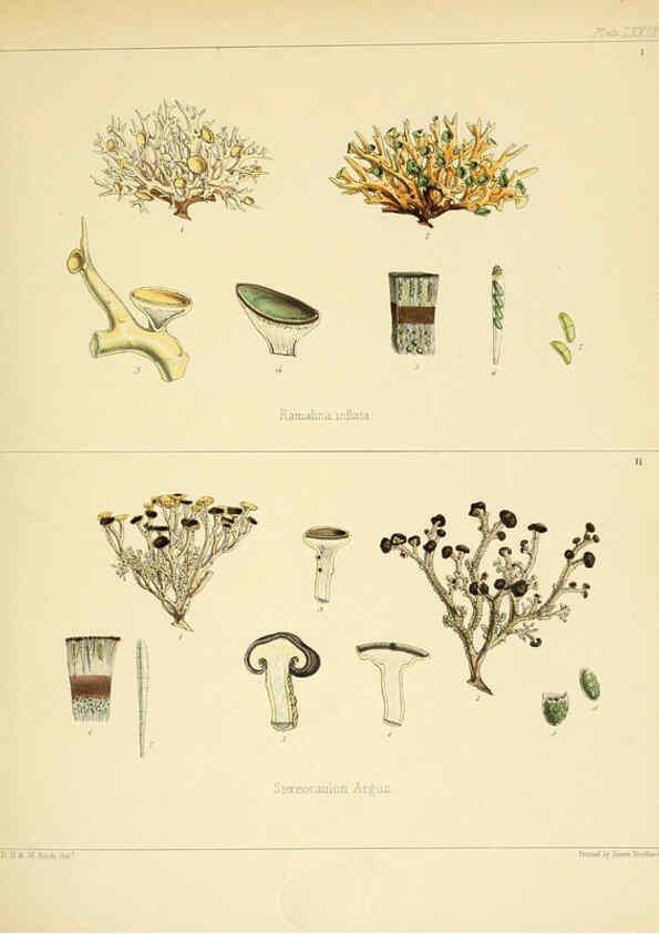 Reproducción/Reproduction 6302958058: The botany of the Antarctic voyage of H.M. discovery ships Erebus and Terror in the Years 1839-1843. v.1. plates London :Reeve Brothers,1844-60