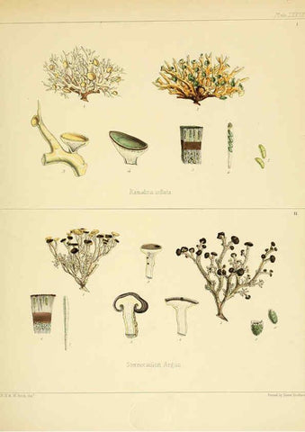 Reproducción/Reproduction 6302958058: The botany of the Antarctic voyage of H.M. discovery ships Erebus and Terror in the Years 1839-1843. v.1. plates London :Reeve Brothers,1844-60