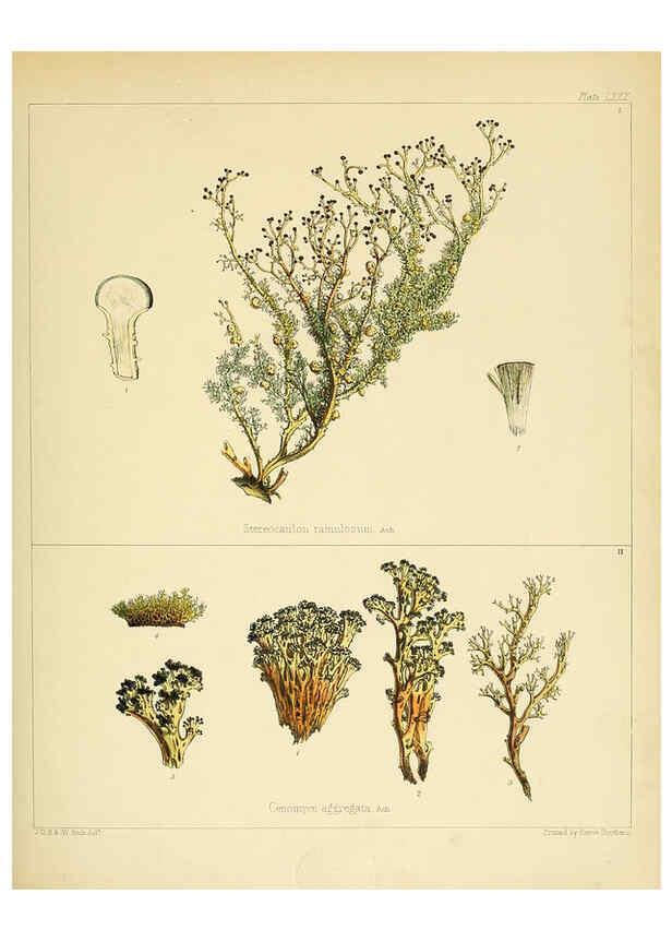 Reproducción/Reproduction 6302958390: The botany of the Antarctic voyage of H.M. discovery ships Erebus and Terror in the Years 1839-1843. v.1. plates London :Reeve Brothers,1844-60