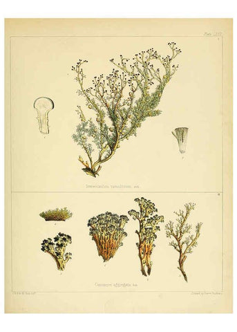 Reproducción/Reproduction 6302958390: The botany of the Antarctic voyage of H.M. discovery ships Erebus and Terror in the Years 1839-1843. v.1. plates London :Reeve Brothers,1844-60