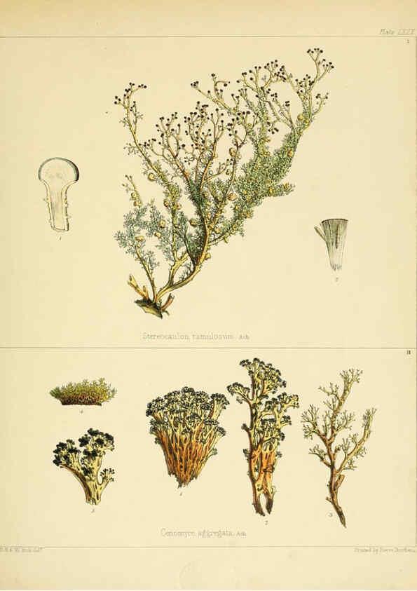 Reproducción/Reproduction 6302958390: The botany of the Antarctic voyage of H.M. discovery ships Erebus and Terror in the Years 1839-1843. v.1. plates London :Reeve Brothers,1844-60