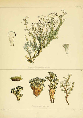 Reproducción/Reproduction 6302958390: The botany of the Antarctic voyage of H.M. discovery ships Erebus and Terror in the Years 1839-1843. v.1. plates London :Reeve Brothers,1844-60