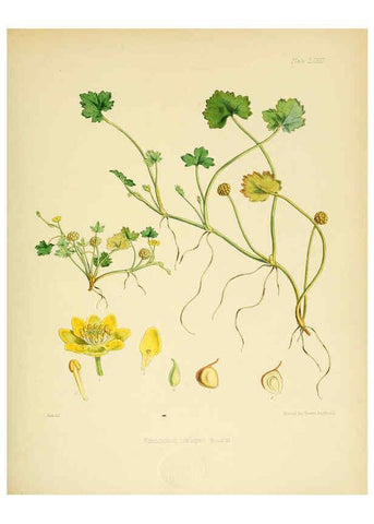 Reproducción/Reproduction 6302958598: The botany of the Antarctic voyage of H.M. discovery ships Erebus and Terror in the Years 1839-1843. v.1. plates London :Reeve Brothers,1844-60