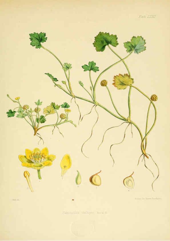 Reproducción/Reproduction 6302958598: The botany of the Antarctic voyage of H.M. discovery ships Erebus and Terror in the Years 1839-1843. v.1. plates London :Reeve Brothers,1844-60