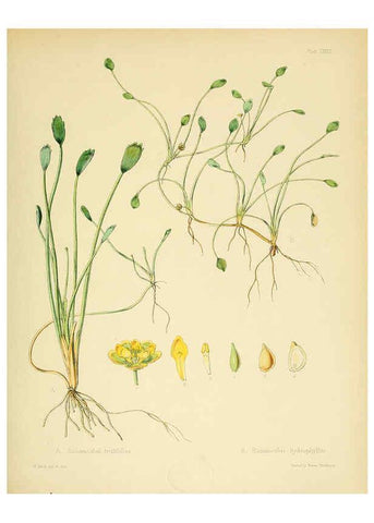 Reproducción/Reproduction 6302432985: The botany of the Antarctic voyage of H.M. discovery ships Erebus and Terror in the Years 1839-1843. v.1. plates London :Reeve Brothers,1844-60