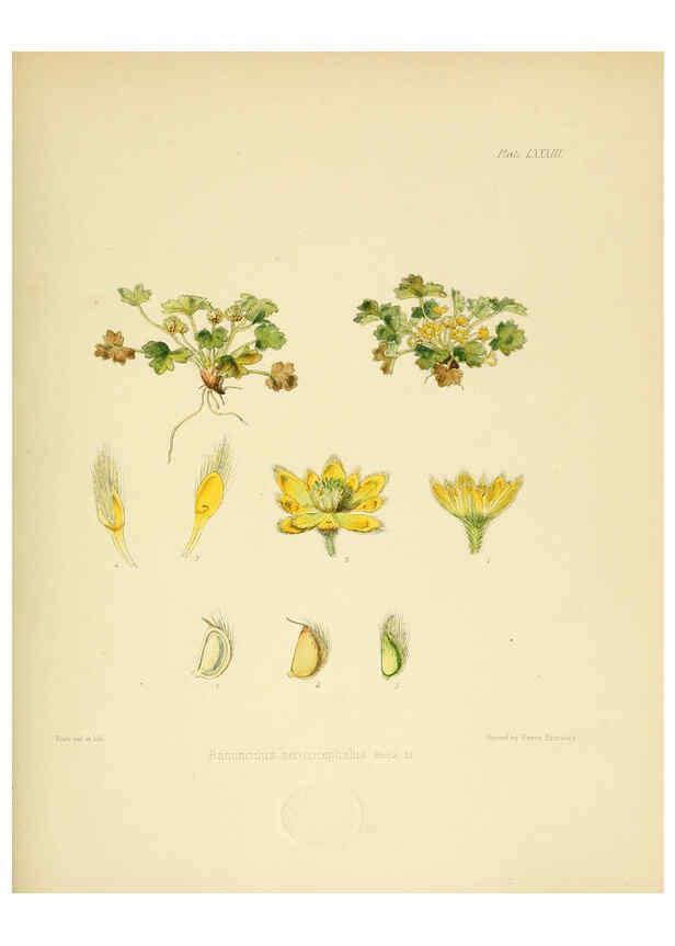 Reproducción/Reproduction 6302959124: The botany of the Antarctic voyage of H.M. discovery ships Erebus and Terror in the Years 1839-1843. v.1. plates London :Reeve Brothers,1844-60