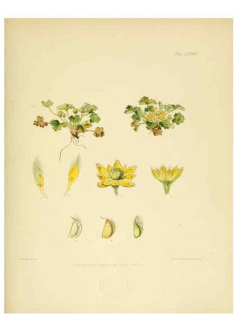 Reproducción/Reproduction 6302959124: The botany of the Antarctic voyage of H.M. discovery ships Erebus and Terror in the Years 1839-1843. v.1. plates London :Reeve Brothers,1844-60