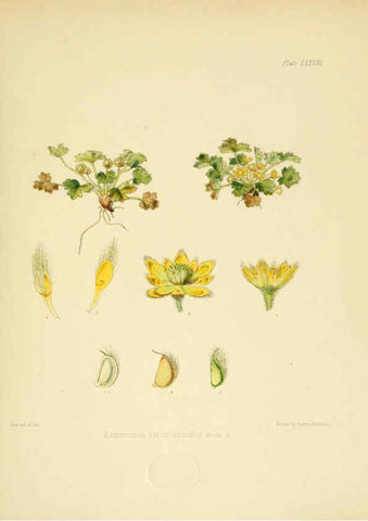 Reproducción/Reproduction 6302959124: The botany of the Antarctic voyage of H.M. discovery ships Erebus and Terror in the Years 1839-1843. v.1. plates London :Reeve Brothers,1844-60