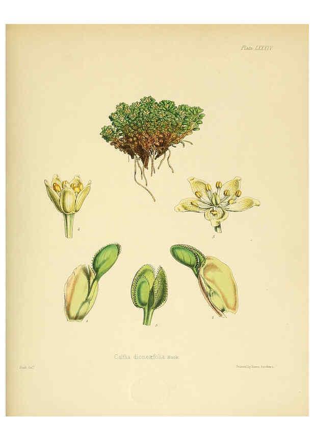 Reproducción/Reproduction 6302433439: The botany of the Antarctic voyage of H.M. discovery ships Erebus and Terror in the Years 1839-1843. v.1. plates London :Reeve Brothers,1844-60
