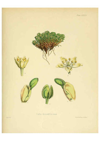 Reproducción/Reproduction 6302433439: The botany of the Antarctic voyage of H.M. discovery ships Erebus and Terror in the Years 1839-1843. v.1. plates London :Reeve Brothers,1844-60