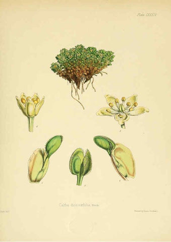 Reproducción/Reproduction 6302433439: The botany of the Antarctic voyage of H.M. discovery ships Erebus and Terror in the Years 1839-1843. v.1. plates London :Reeve Brothers,1844-60