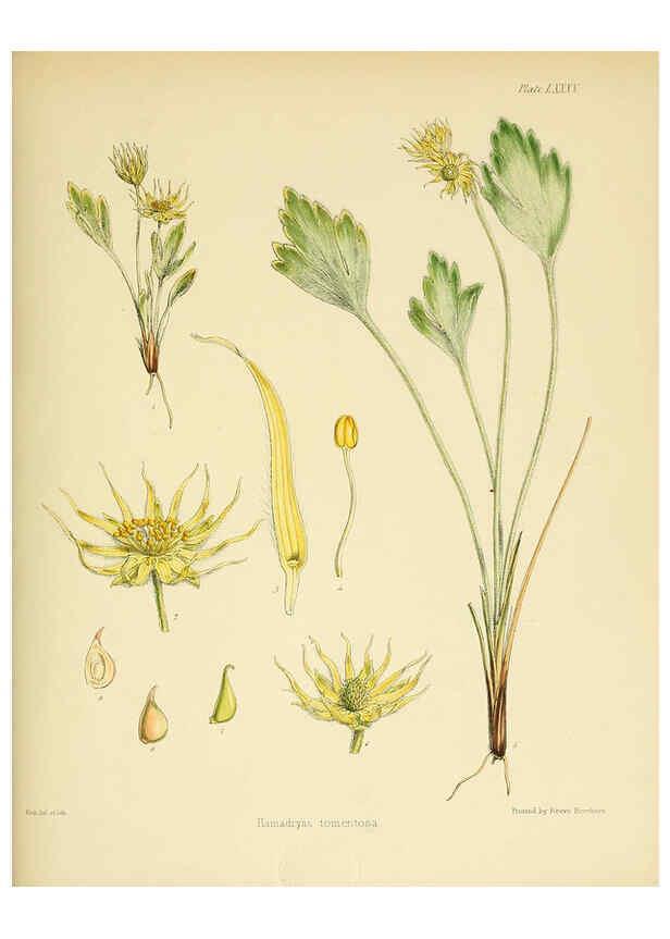 Reproducción/Reproduction 6302959614: The botany of the Antarctic voyage of H.M. discovery ships Erebus and Terror in the Years 1839-1843. v.1. plates London :Reeve Brothers,1844-60