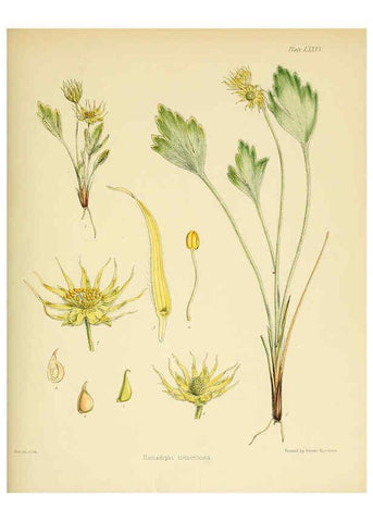 Reproducción/Reproduction 6302959614: The botany of the Antarctic voyage of H.M. discovery ships Erebus and Terror in the Years 1839-1843. v.1. plates London :Reeve Brothers,1844-60