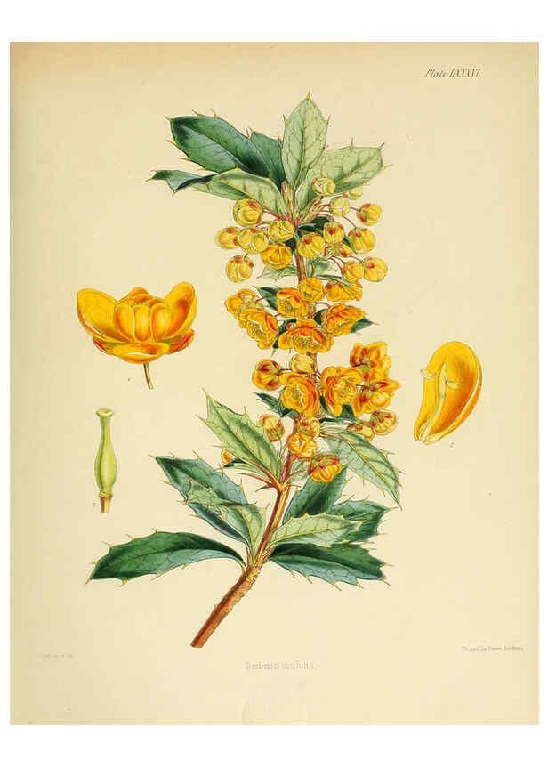 Reproducción/Reproduction 6302959874: The botany of the Antarctic voyage of H.M. discovery ships Erebus and Terror in the Years 1839-1843. v.1. plates London :Reeve Brothers,1844-60