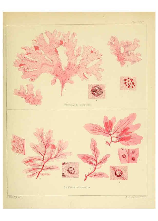 Reproducción/Reproduction 6302956000: The botany of the Antarctic voyage of H.M. discovery ships Erebus and Terror in the Years 1839-1843. v.1. plates London :Reeve Brothers,1844-60
