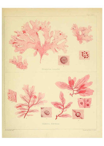 Reproducción/Reproduction 6302956000: The botany of the Antarctic voyage of H.M. discovery ships Erebus and Terror in the Years 1839-1843. v.1. plates London :Reeve Brothers,1844-60