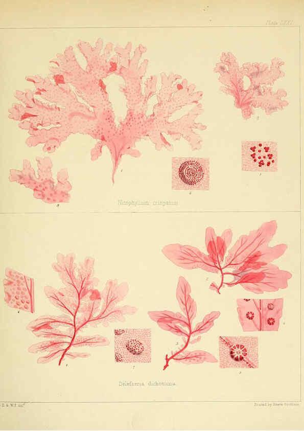 Reproducción/Reproduction 6302956000: The botany of the Antarctic voyage of H.M. discovery ships Erebus and Terror in the Years 1839-1843. v.1. plates London :Reeve Brothers,1844-60