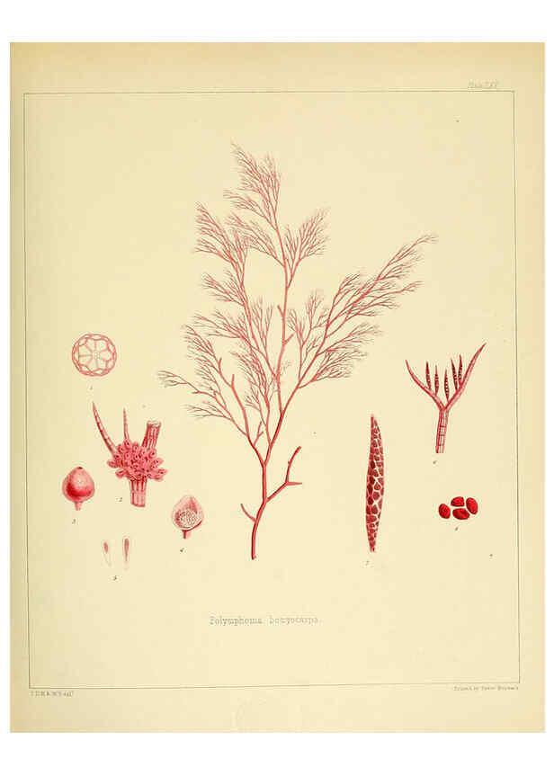 Reproducción/Reproduction 6302429709: The botany of the Antarctic voyage of H.M. discovery ships Erebus and Terror in the Years 1839-1843. v.1. plates London :Reeve Brothers,1844-60