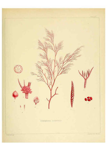 Reproducción/Reproduction 6302429709: The botany of the Antarctic voyage of H.M. discovery ships Erebus and Terror in the Years 1839-1843. v.1. plates London :Reeve Brothers,1844-60