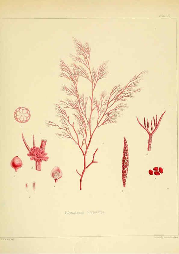 Reproducción/Reproduction 6302429709: The botany of the Antarctic voyage of H.M. discovery ships Erebus and Terror in the Years 1839-1843. v.1. plates London :Reeve Brothers,1844-60