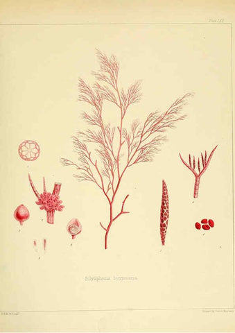 Reproducción/Reproduction 6302429709: The botany of the Antarctic voyage of H.M. discovery ships Erebus and Terror in the Years 1839-1843. v.1. plates London :Reeve Brothers,1844-60