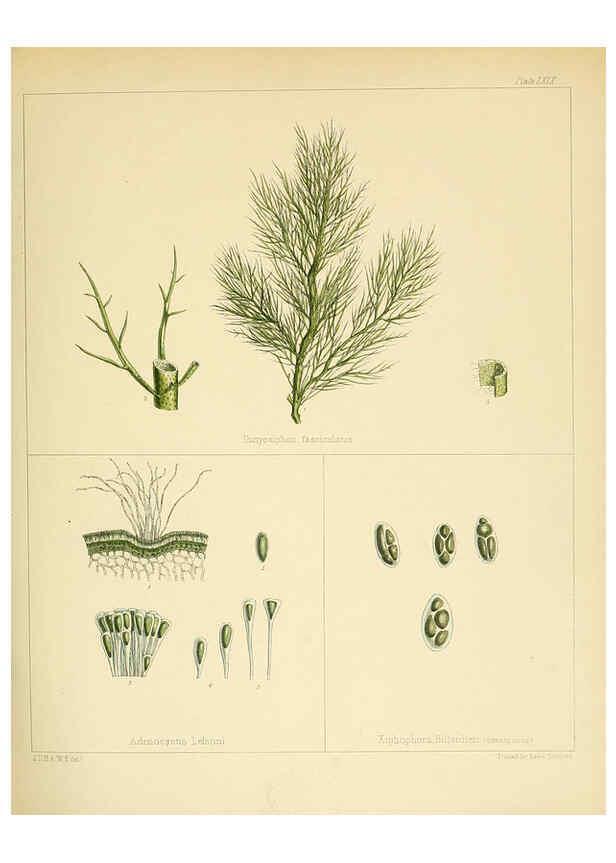 Reproducción/Reproduction 6302429465: The botany of the Antarctic voyage of H.M. discovery ships Erebus and Terror in the Years 1839-1843. v.1. plates London :Reeve Brothers,1844-60