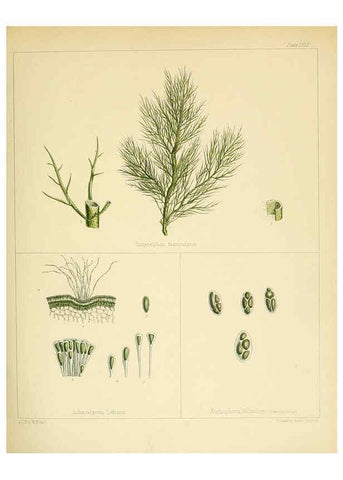 Reproducción/Reproduction 6302429465: The botany of the Antarctic voyage of H.M. discovery ships Erebus and Terror in the Years 1839-1843. v.1. plates London :Reeve Brothers,1844-60
