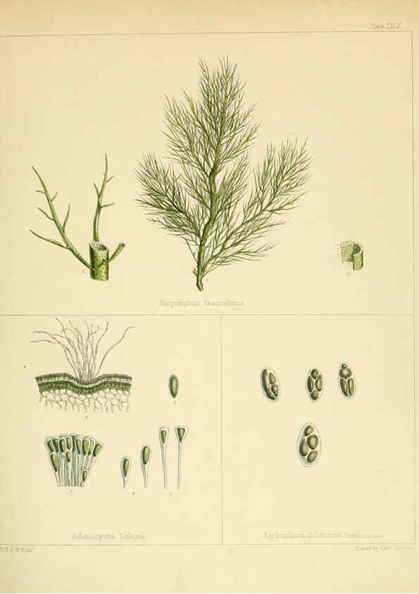 Reproducción/Reproduction 6302429465: The botany of the Antarctic voyage of H.M. discovery ships Erebus and Terror in the Years 1839-1843. v.1. plates London :Reeve Brothers,1844-60