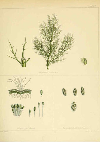 Reproducción/Reproduction 6302429465: The botany of the Antarctic voyage of H.M. discovery ships Erebus and Terror in the Years 1839-1843. v.1. plates London :Reeve Brothers,1844-60