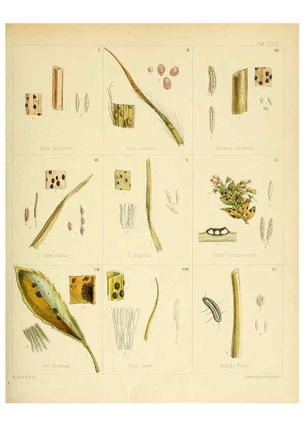 Reproducción/Reproduction 6302955120: The botany of the Antarctic voyage of H.M. discovery ships Erebus and Terror in the Years 1839-1843. v.1. plates London :Reeve Brothers,1844-60
