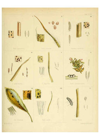 Reproducción/Reproduction 6302955120: The botany of the Antarctic voyage of H.M. discovery ships Erebus and Terror in the Years 1839-1843. v.1. plates London :Reeve Brothers,1844-60