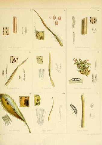 Reproducción/Reproduction 6302955120: The botany of the Antarctic voyage of H.M. discovery ships Erebus and Terror in the Years 1839-1843. v.1. plates London :Reeve Brothers,1844-60