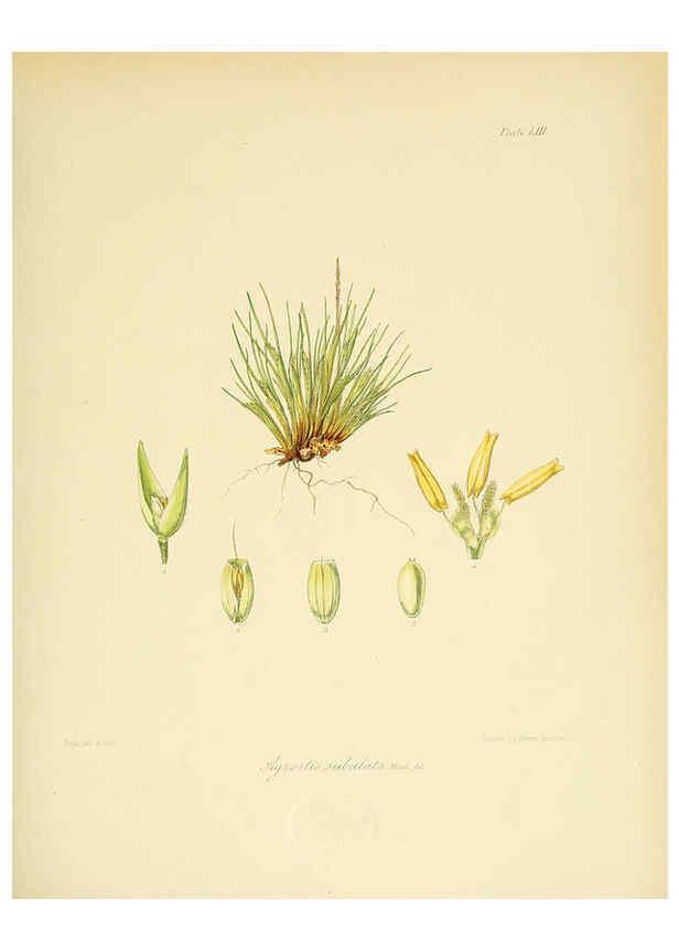 Reproducción/Reproduction 6302947530: The botany of the Antarctic voyage of H.M. discovery ships Erebus and Terror in the Years 1839-1843. v.1. plates London :Reeve Brothers,1844-60