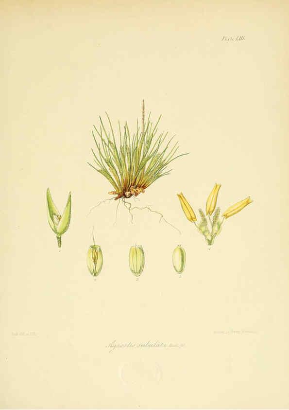 Reproducción/Reproduction 6302947530: The botany of the Antarctic voyage of H.M. discovery ships Erebus and Terror in the Years 1839-1843. v.1. plates London :Reeve Brothers,1844-60
