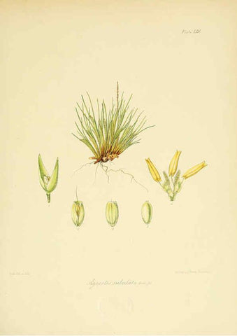Reproducción/Reproduction 6302947530: The botany of the Antarctic voyage of H.M. discovery ships Erebus and Terror in the Years 1839-1843. v.1. plates London :Reeve Brothers,1844-60