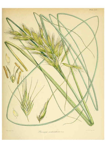 Reproducción/Reproduction 6302421791: The botany of the Antarctic voyage of H.M. discovery ships Erebus and Terror in the Years 1839-1843. v.1. plates London :Reeve Brothers,1844-60