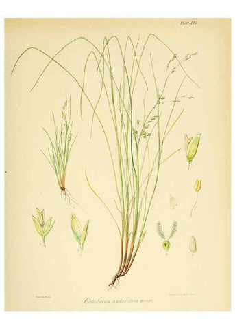 Reproducción/Reproduction 6302422309: The botany of the Antarctic voyage of H.M. discovery ships Erebus and Terror in the Years 1839-1843. v.1. plates London :Reeve Brothers,1844-60