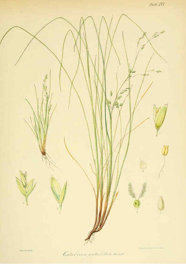 Reproducción/Reproduction 6302422309: The botany of the Antarctic voyage of H.M. discovery ships Erebus and Terror in the Years 1839-1843. v.1. plates London :Reeve Brothers,1844-60